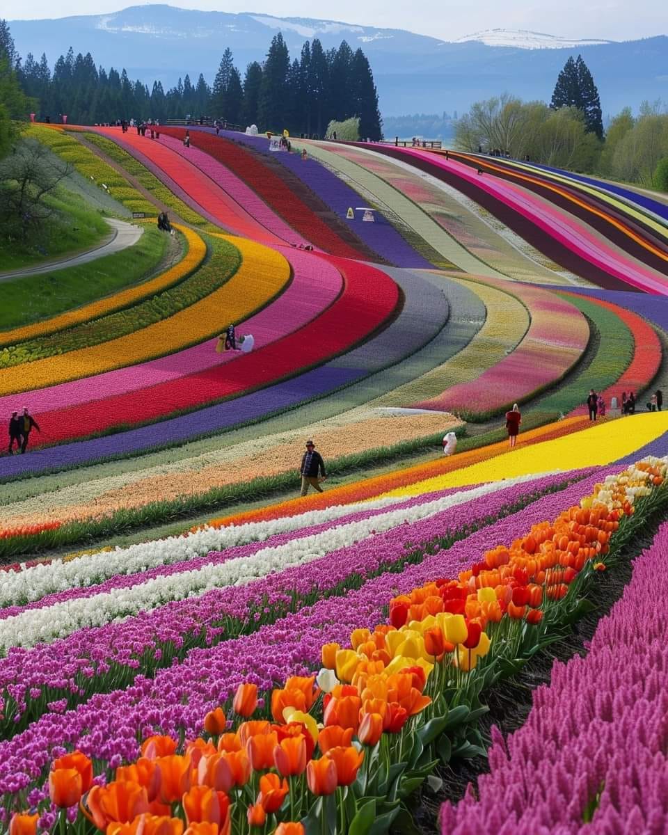 tulip fields