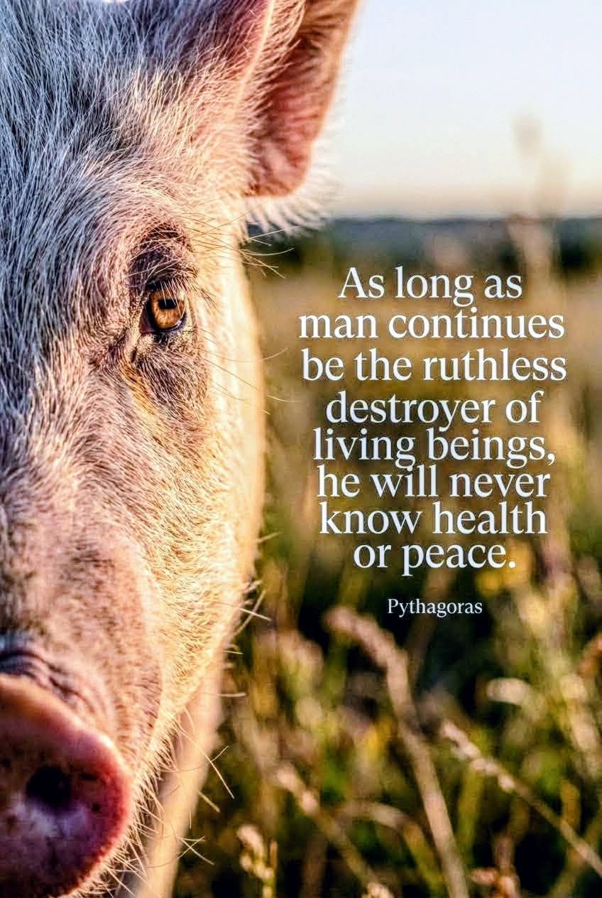 As long as man continues to be the ruthless destroyer of living being, he will never know health or peace. -Pythagoras